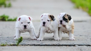 three bulldog puppies in a row