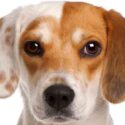 1 year old beagle