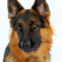 1 year old german shepherd