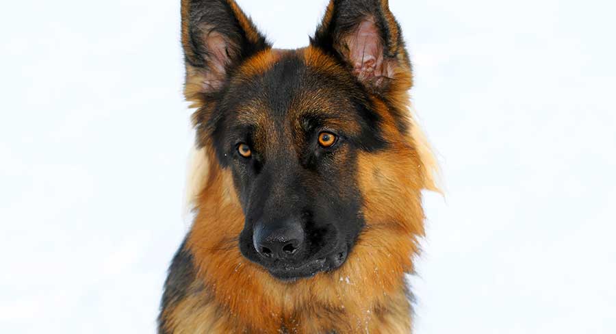 1 year old german shepherd