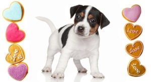 Valentine's treats for dogs