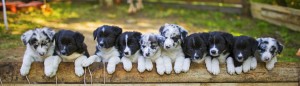cattle dog breeds