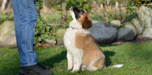 fluffy puppy sitting looking up
