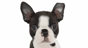 8 week old boston terrier