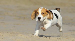 Adopting vs buying a pet - which is best