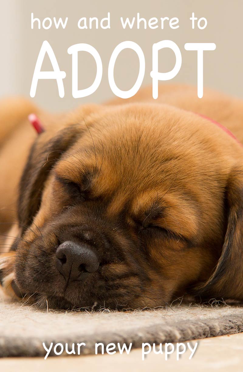 How to adopt a puppy from a shelter - what to do and where to begin