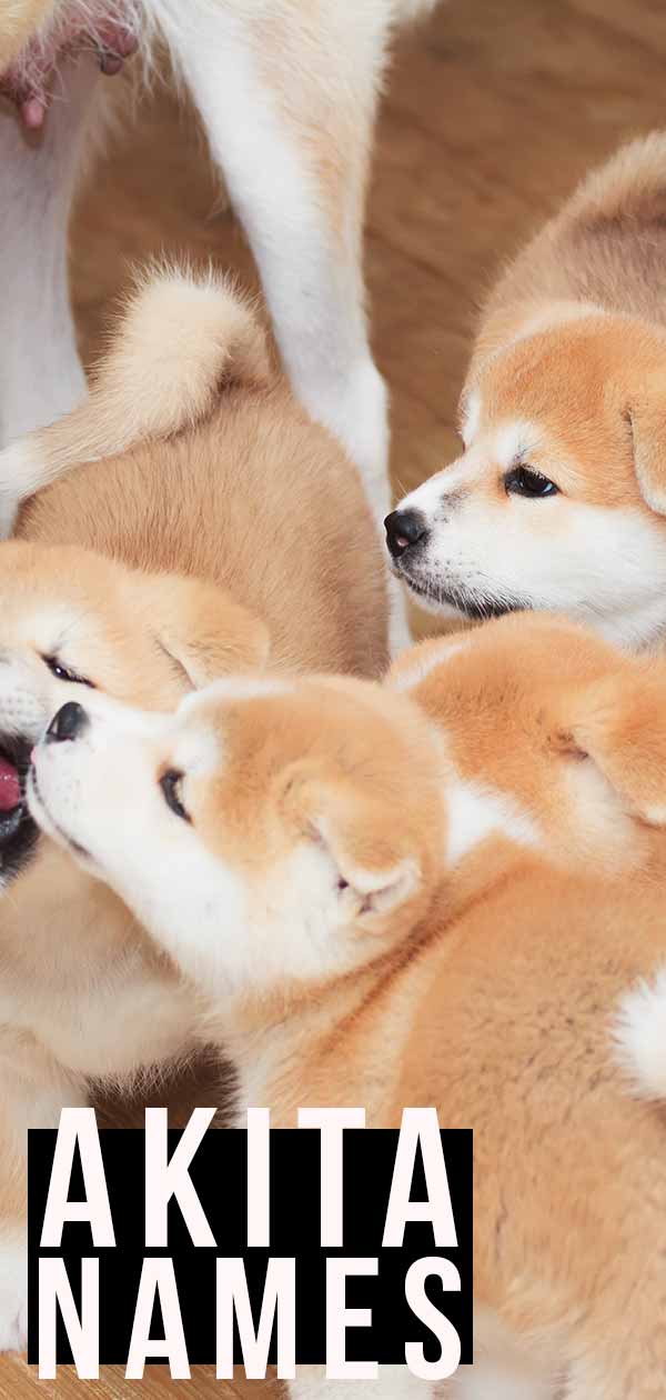 akita names