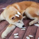 Akita Temperament