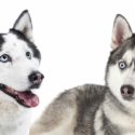 alaskan husky vs siberian husky