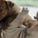 american bully