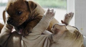 american bully
