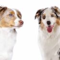 american shepherd vs australian shepherd