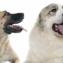 anatolian shepherd great pyrenees mix