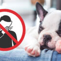 are french bulldogs hypoallergenic