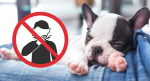 are french bulldogs hypoallergenic