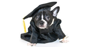 are french bulldogs smart