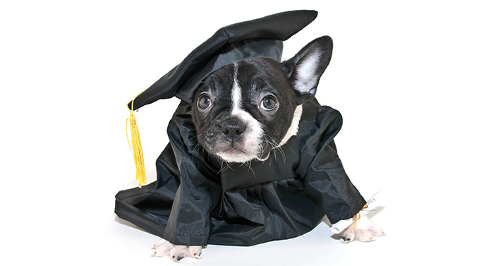 are french bulldogs smart