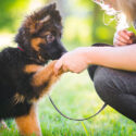 are german shepherds loyal
