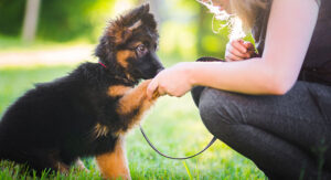 are german shepherds loyal