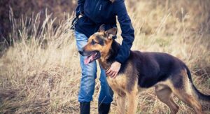are german shepherds protective