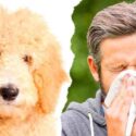 are goldendoodles hypoallergenic