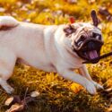 aggressive pug attacking leash