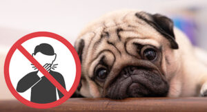 are pugs hypoallergenic
