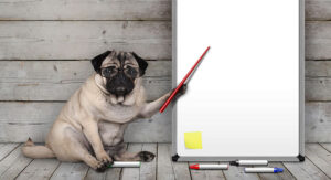 are pugs smart