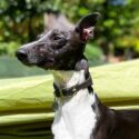 are whippets good family dogs