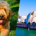 australian goldendoodle