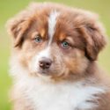top Australian Shepherd names!