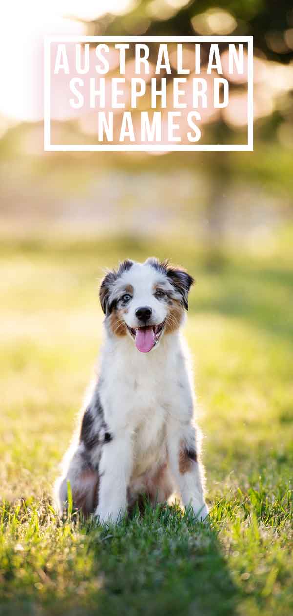 Popular Australian Shepherd names