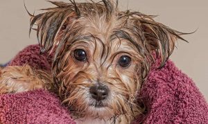 Puppy bath time for this little terrier