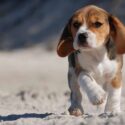 beagle facts