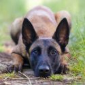 belgian malinois are herding dogs with pointy ears