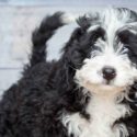 Bernedoodle - The Bernese Mountain Dog Poodle Mix