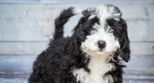 Bernedoodle - The Bernese Mountain Dog Poodle Mix