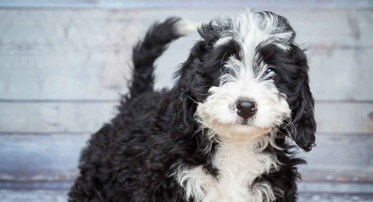 Bernedoodle - The Bernese Mountain Dog Poodle Mix