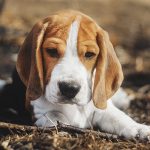 Best Beagle Names