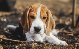 Best Beagle Names
