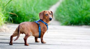 best dachshund harness