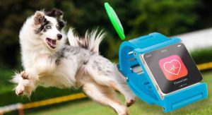 best dog activity monitors