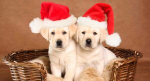 Best Dog Beds For Labs
