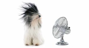 best dog dryer