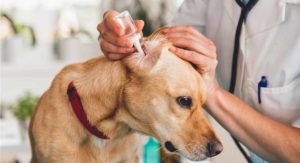Best dog ear cleaner