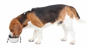 best dog food for beagles