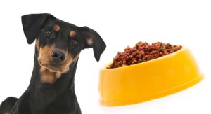 best dog food for dobermans
