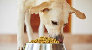 best dog food for labs