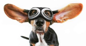 best dog goggles