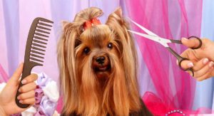 Are you looking for the best dog grooming supplies?